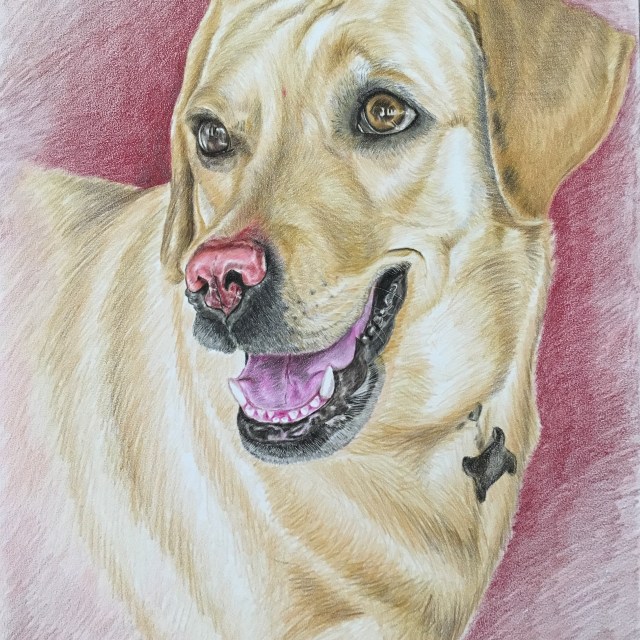 Faber Castell Polychromos Pencil Pet Portrait