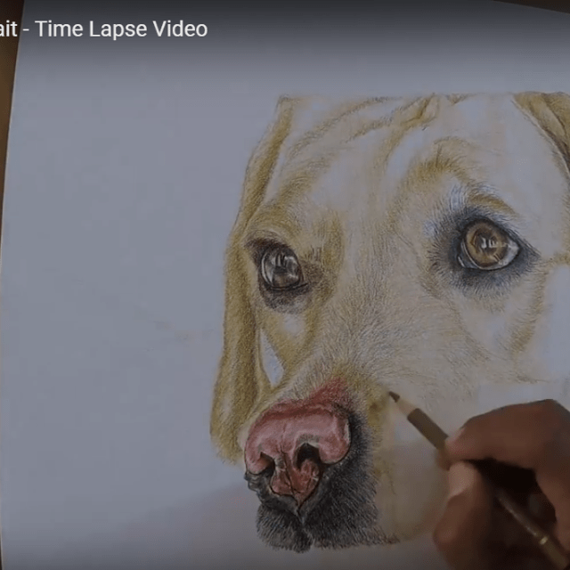Faber Castell Polychromos Pencil Pet Portrait Tutorial