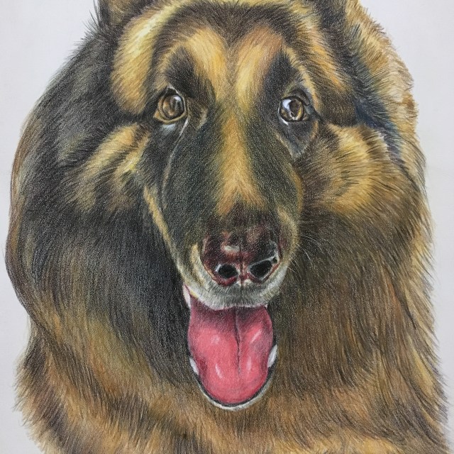 Faber Castell Polychromos Pencil Pet Portrait